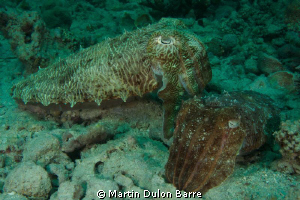 Cuttlefish Friends.
Subal D700 @ F20 1/100 ISO 200, 17-3... by Martin Dulon Barre 
